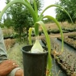 Мази и настойка индийского лука — применение в народной медицине индийский лук применение в народной медицине фото