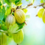 Зеленый, красный и черный крыжовник: полезные свойства и противопоказания для мужчин и женщин крыжовник полезные свойства