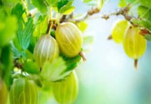 Зеленый, красный и черный крыжовник: полезные свойства и противопоказания для мужчин и женщин крыжовник полезные свойства