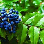 Съедобны или нет ягоды магонии падуболистной, рецепты и применение магония падуболистная ягоды применение магония ягоды ягоды магонии съедобны ягоды магонии падуболистной использование магония ягоды лечебные свойства магония падуболистная ягоды магония падуболистная лечебные свойства ягоды можно ли есть ягоды магонии падуболистной ягоды магонии падуболистной рецепты съедобны ли ягоды магонии падуболистной использование ягод магонии магония съедобны ли ягоды магония падуболистная ягоды съедобные или нет магония падуболистная ягоды применение рецепты