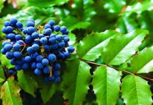 Съедобны или нет ягоды магонии падуболистной, рецепты и применение магония падуболистная ягоды применение магония ягоды ягоды магонии съедобны ягоды магонии падуболистной использование магония ягоды лечебные свойства магония падуболистная ягоды магония падуболистная лечебные свойства ягоды можно ли есть ягоды магонии падуболистной ягоды магонии падуболистной рецепты съедобны ли ягоды магонии падуболистной использование ягод магонии магония съедобны ли ягоды магония падуболистная ягоды съедобные или нет магония падуболистная ягоды применение рецепты