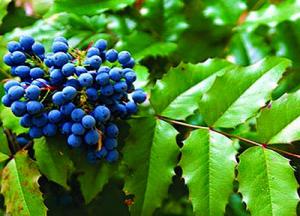 Съедобны или нет ягоды магонии падуболистной, рецепты и применение магония падуболистная ягоды применение магония ягоды ягоды магонии съедобны ягоды магонии падуболистной использование магония ягоды лечебные свойства магония падуболистная ягоды магония падуболистная лечебные свойства ягоды можно ли есть ягоды магонии падуболистной ягоды магонии падуболистной рецепты съедобны ли ягоды магонии падуболистной использование ягод магонии магония съедобны ли ягоды магония падуболистная ягоды съедобные или нет магония падуболистная ягоды применение рецепты