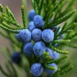 Полезные свойства ягод можжевельника — применение, рецепты ягоды можжевельника применение