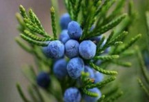 Полезные свойства ягод можжевельника — применение, рецепты ягоды можжевельника применение