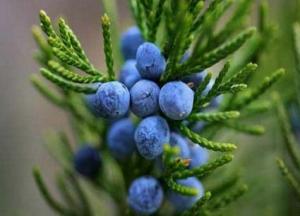 Полезные свойства ягод можжевельника — применение, рецепты ягоды можжевельника применение