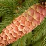 Зеленые еловые шишки — применение в народной медицине, польза и вред еловые шишки применение в народной медицине