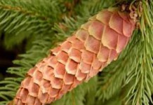 Зеленые еловые шишки — применение в народной медицине, польза и вред еловые шишки применение в народной медицине