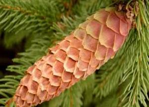 Зеленые еловые шишки — применение в народной медицине, польза и вред еловые шишки применение в народной медицине