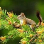 Полезные свойства сосновых почек — противопоказания и применение в народной медицине сосновые почки лечебные свойства и противопоказания