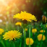 Одуванчик — природный биостимулятор