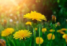 Одуванчик — природный биостимулятор