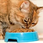 Сухой корм для кошек