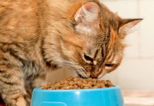 Сухой корм для кошек