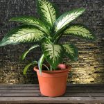 Уход за комнатными растениями