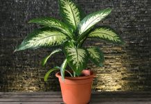 Уход за комнатными растениями