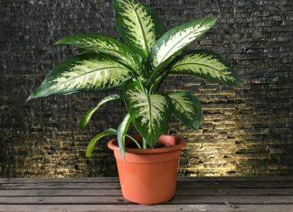 Уход за комнатными растениями