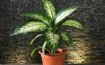 Уход за комнатными растениями