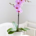 Интернет-магазин орхидей с доставкой