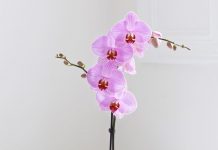 Интернет-магазин орхидей с доставкой