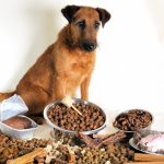 Как выбрать готовый корм для собак