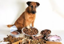 Как выбрать готовый корм для собак