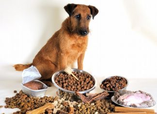 Как выбрать готовый корм для собак