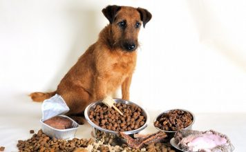Как выбрать готовый корм для собак