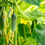 Как подкормить огурцы и помидоры народными удобрениями