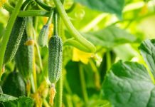 Как подкормить огурцы и помидоры народными удобрениями