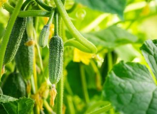 Как подкормить огурцы и помидоры народными удобрениями