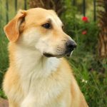 Плюсы жевательных таблеток от блох и клещей для собак