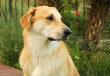 Плюсы жевательных таблеток от блох и клещей для собак