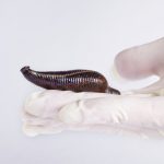 ПИЯВКА МЕДИЦИНСКАЯ И ЕЁ «СЕКРЕТ»