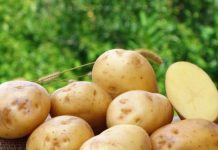 Почему картофель полезен для здоровья?