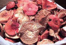 Для чего нужны красные сушеные мухоморы