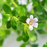 Бакопа Монье: полезные свойства и применение