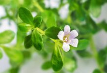Бакопа Монье: полезные свойства и применение