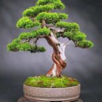 Бонсай — тонкое искусство