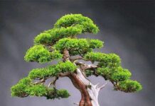 Бонсай — тонкое искусство