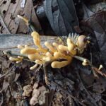 Кордицепс и его влияние на организм