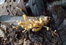 Кордицепс и его влияние на организм