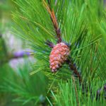 Чем полезна хвоя сосны