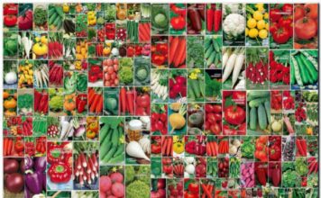 Выбор семян для выращивания рассады