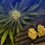 Детоксикация от марихуаны в Санкт-Петербурге: анонимное очищение