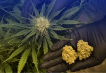 Детоксикация от марихуаны в Санкт-Петербурге: анонимное очищение