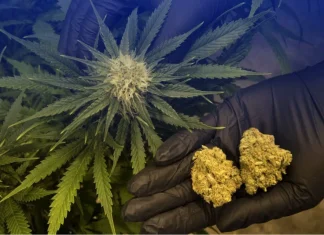 Детоксикация от марихуаны в Санкт-Петербурге: анонимное очищение