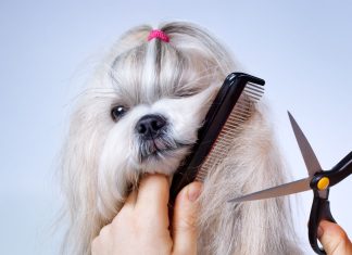 Груминг: Как поддерживать питомца здоровым и ухоженным