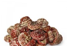 Мухомор красный сушеный: история, свойства и способы использования