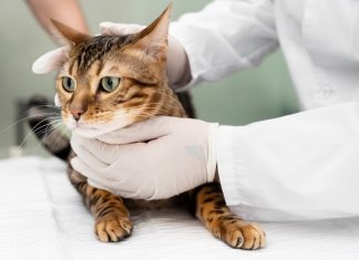 Вакцинация кошек и собак: защита от вирусов и бешенства