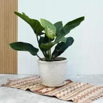 Дышите легко: Комнатные растения для чистого воздуха и уюта в доме – советы от питомника